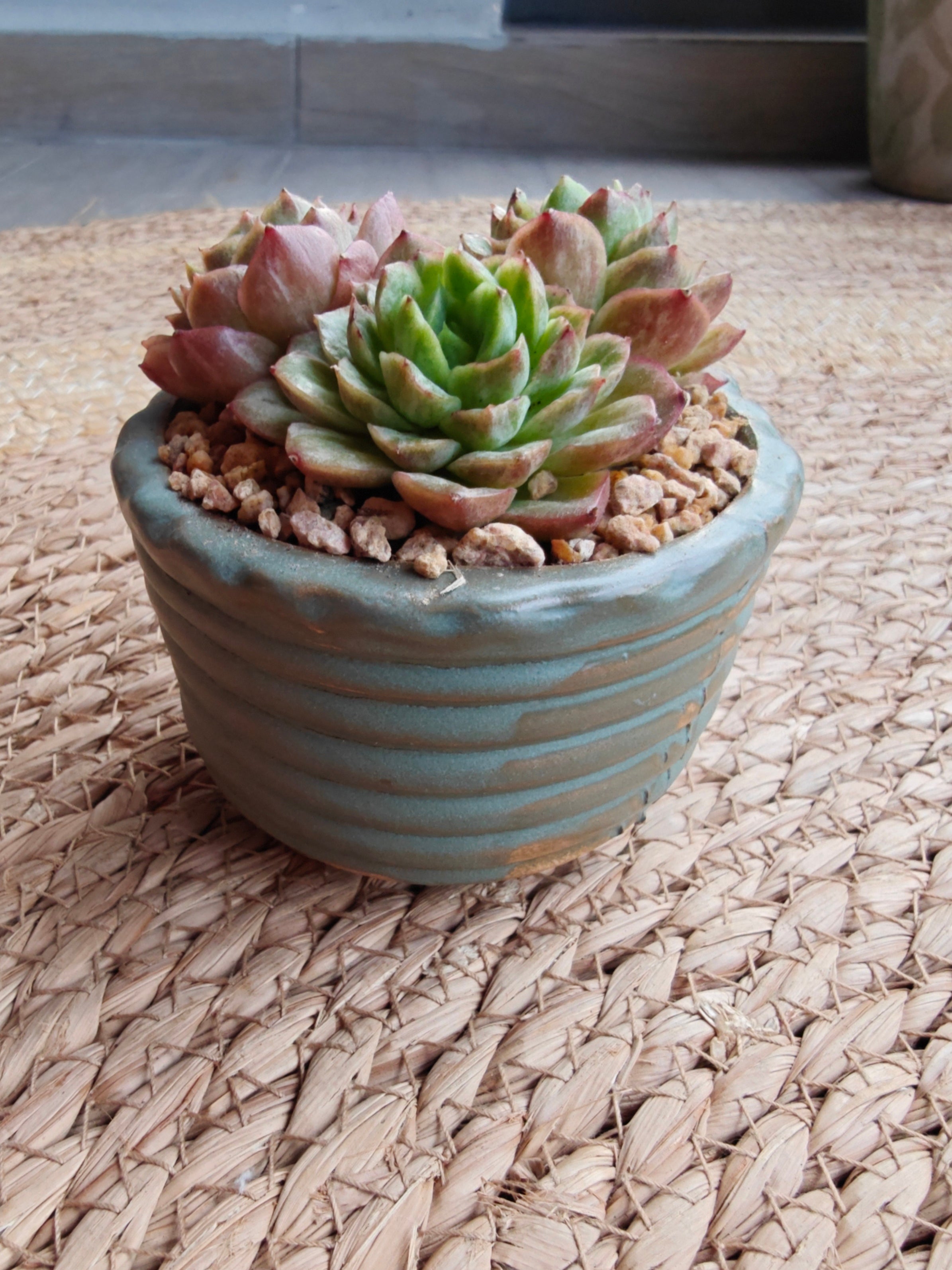 Vintage Teal Succulent Planter – Echeveria 'Lime n Chili' - SlowBloomGreens