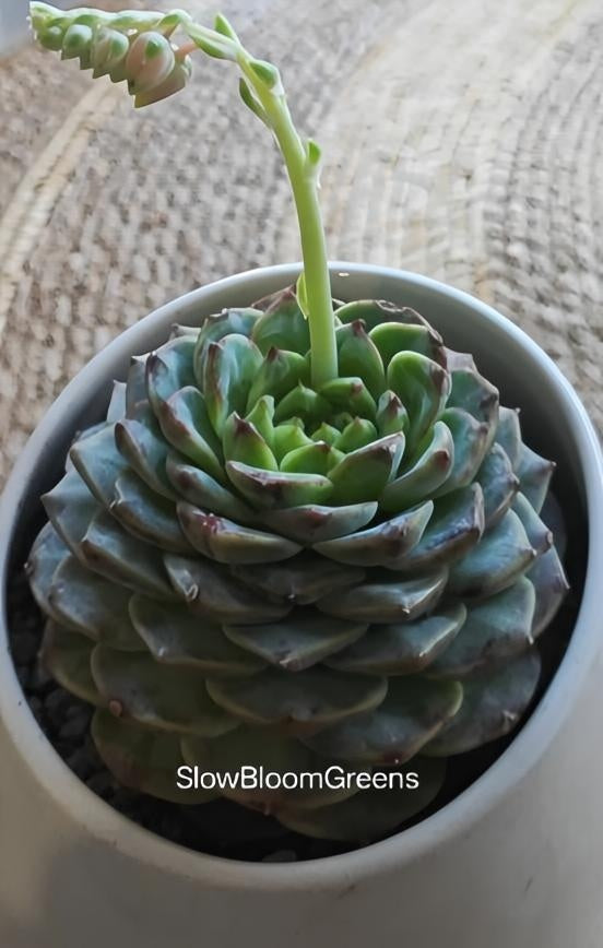 Succulent Egg-Shaped Ceramic Planter – Echeveria 'Red Velvet'