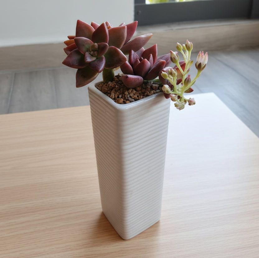 Succulent Ribbed White Planter – Graptosedum Bronze
