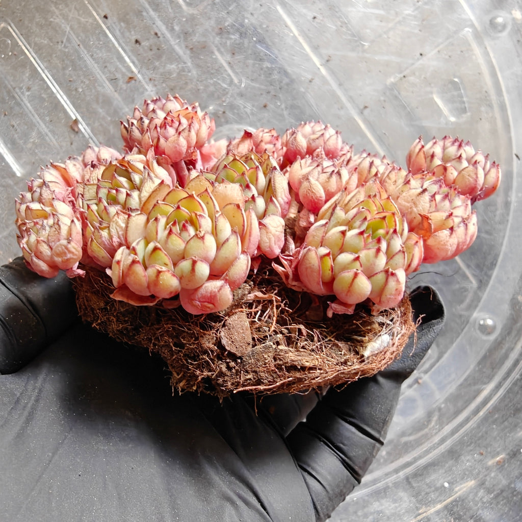 Bare Root Succulent - Echeveria 'Dream Rose'