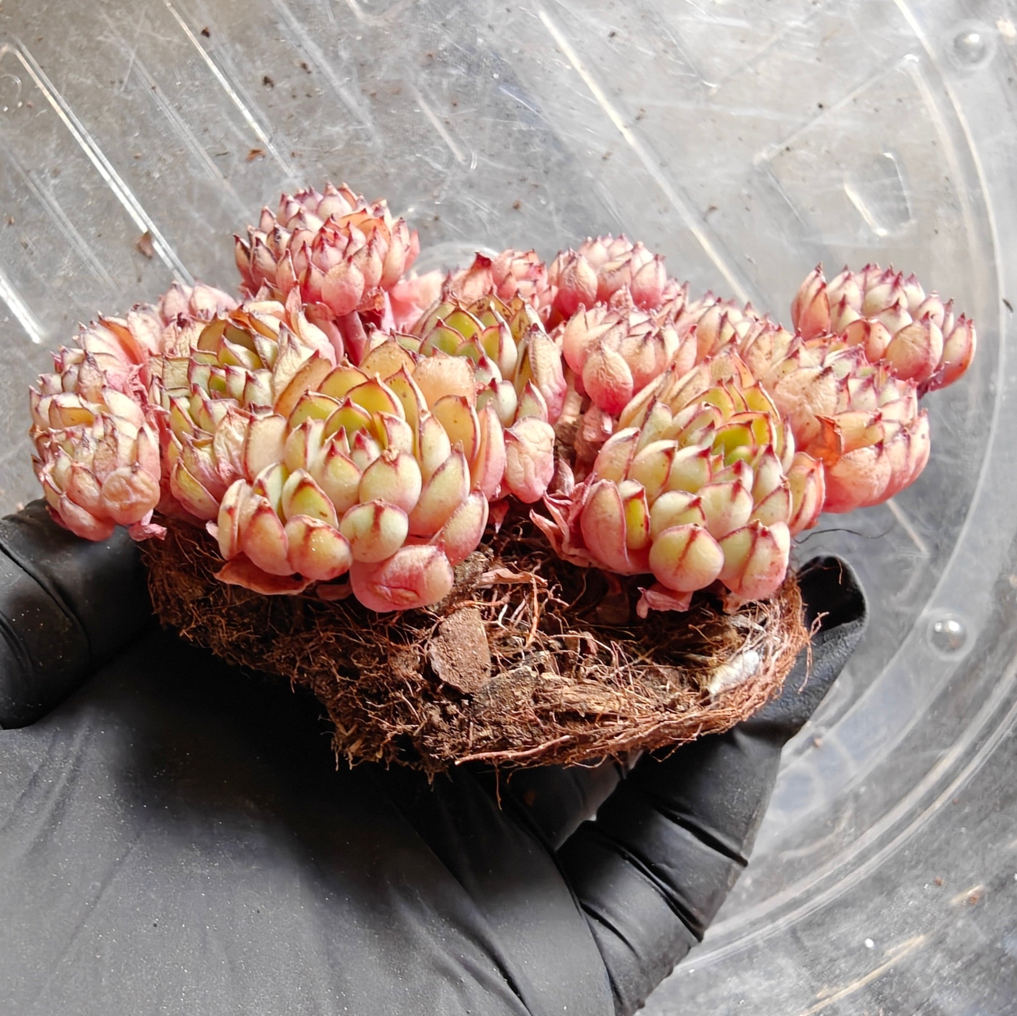 Bare Root Succulent - Echeveria 'Dream Rose'