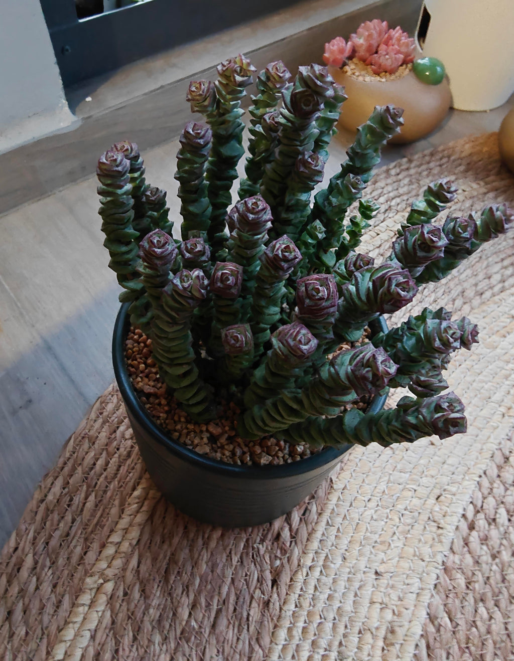 Succulent Ceramic Green Planter – Crassula ‘Jade Necklace’ - SlowBloomGreens
