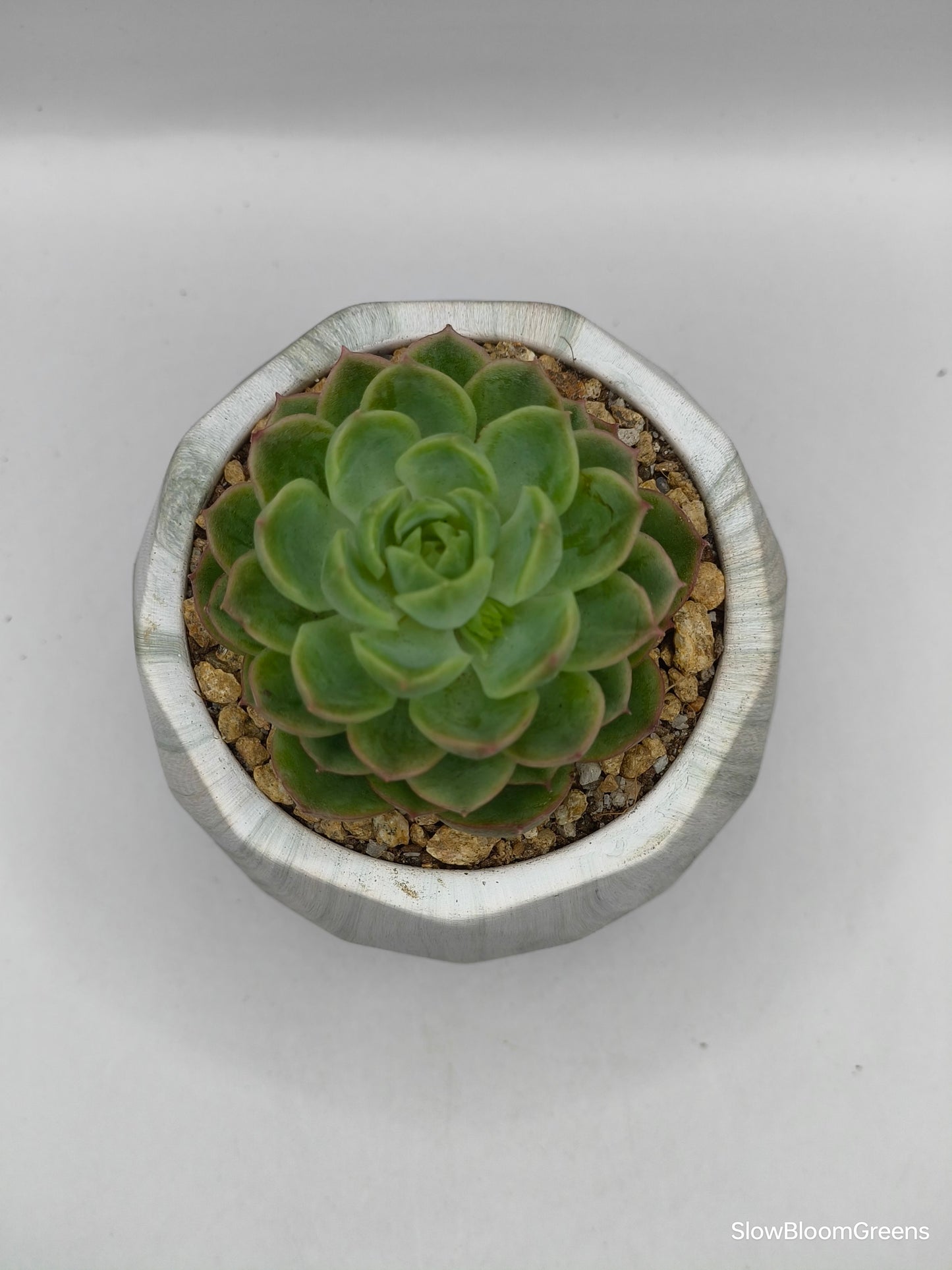 Succulent Classic Marble Earth Green Moss - SlowBloomGreens