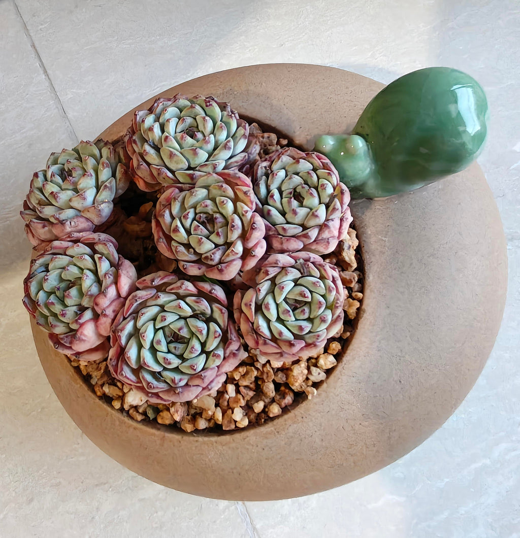 Succulent Snail Planter – Echeveria Minima (7-Headed Cluster) - SlowBloomGreens