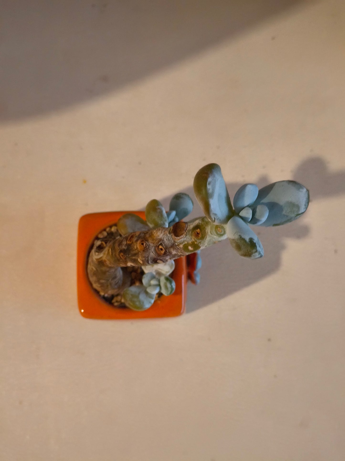 Succulent Floral Charm Orange – Pink Moonstone