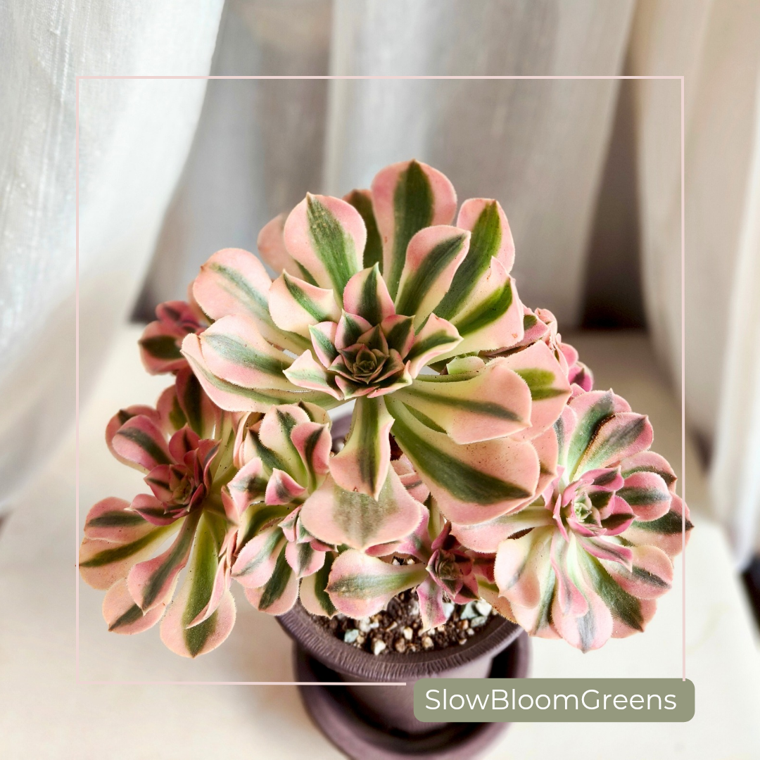 Aeonium Pink Witch Variegata – Rare Bare Root Succulent