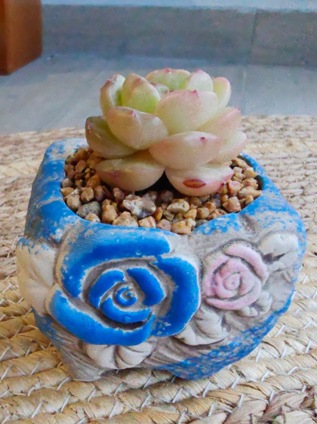 Rustic Bloom Succulent Planter – Echeveria hybrid - SlowBloomGreens