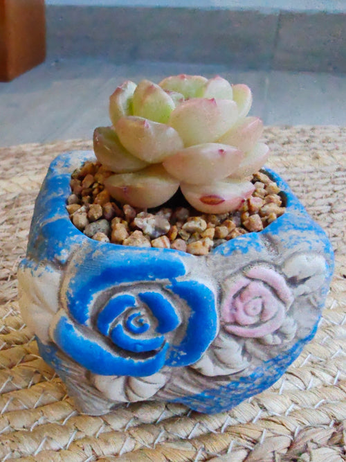 Rustic Bloom Succulent Planter – Echeveria hybrid - SlowBloomGreens