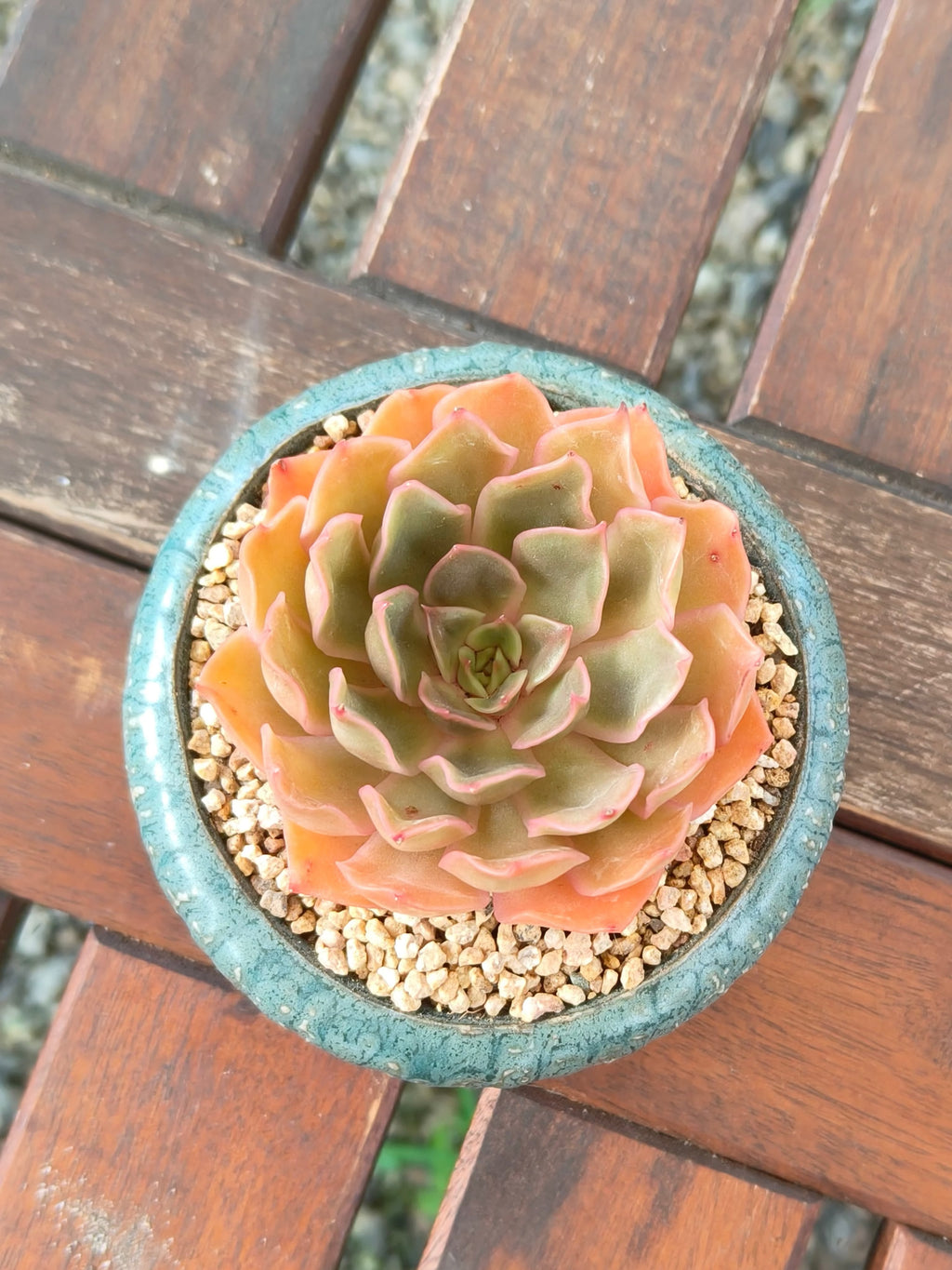 Succulent Rustica Ceramic Planter – Echeveria Brown Rose