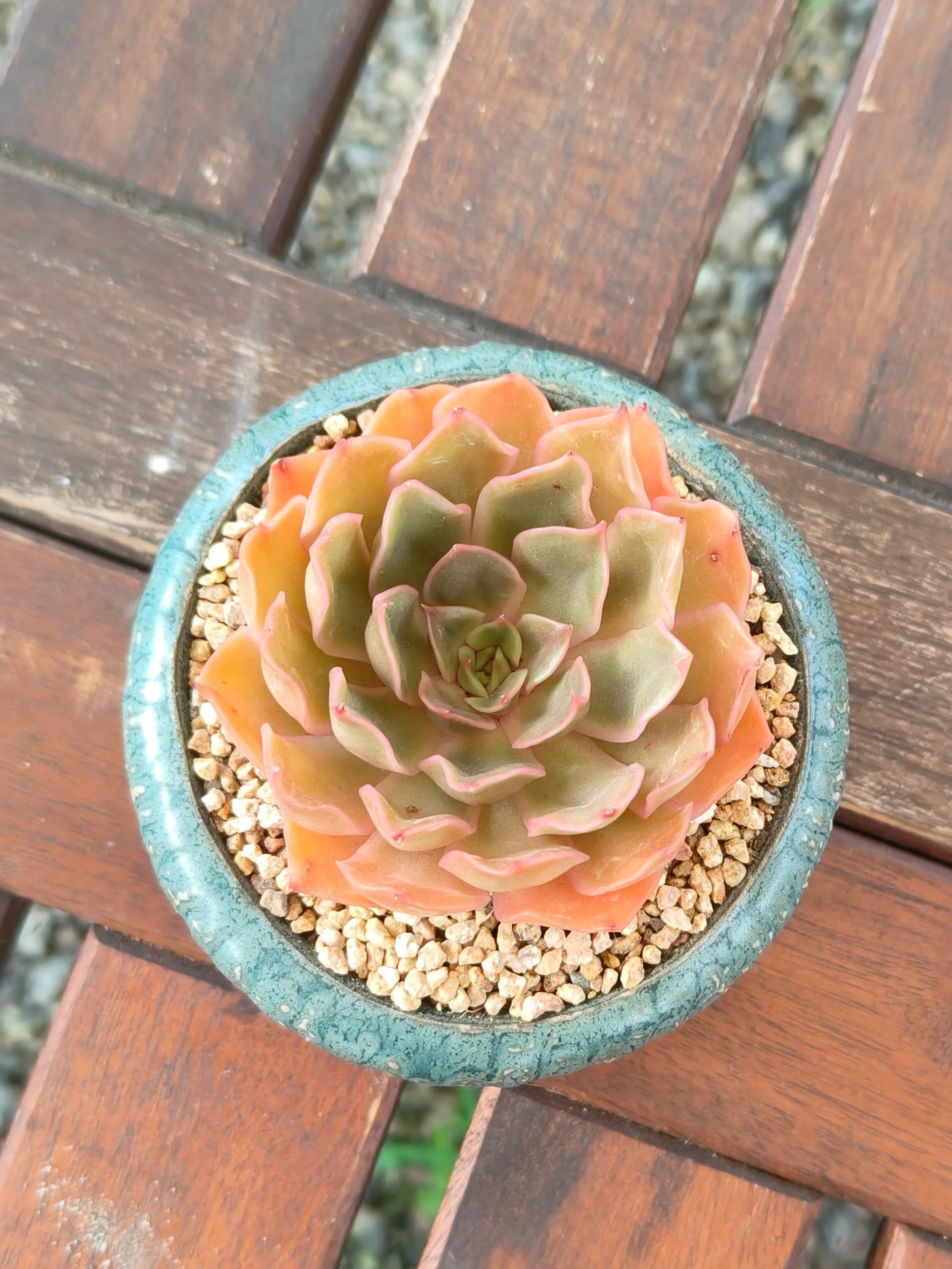 Succulent Rustica Ceramic Planter – Echeveria Brown Rose