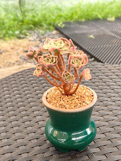Succulent Rustica Emerald Planter - Aeonium 'Sunburst' - SlowBloomGreens
