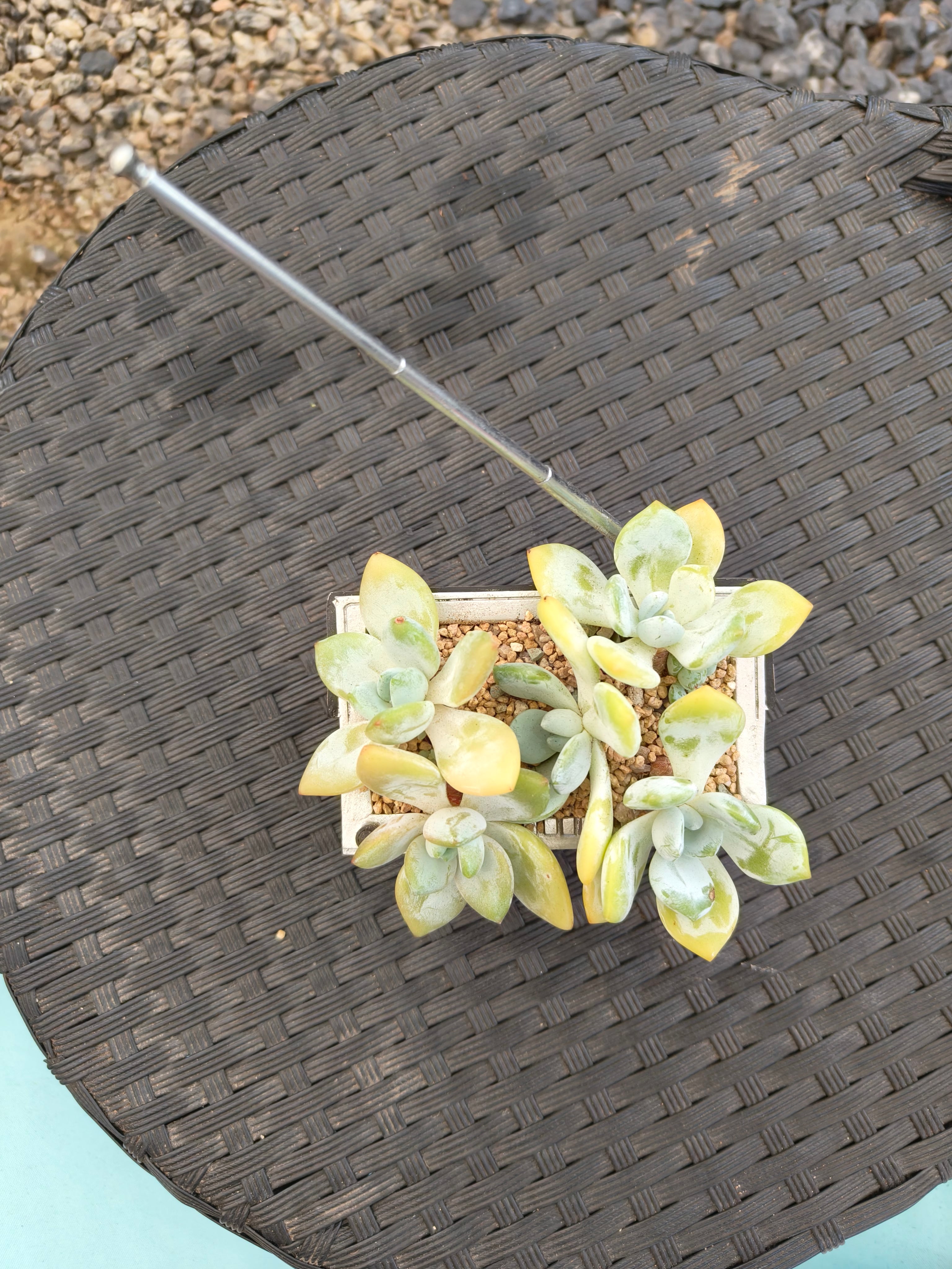 Succulent Retro Boombox – Pachyphytum oviferum - SlowBloomGreens