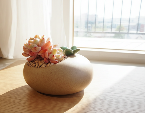 Succulent Butterfly Planter – Echeveria 'Orange Monroe' - SlowBloomGreens