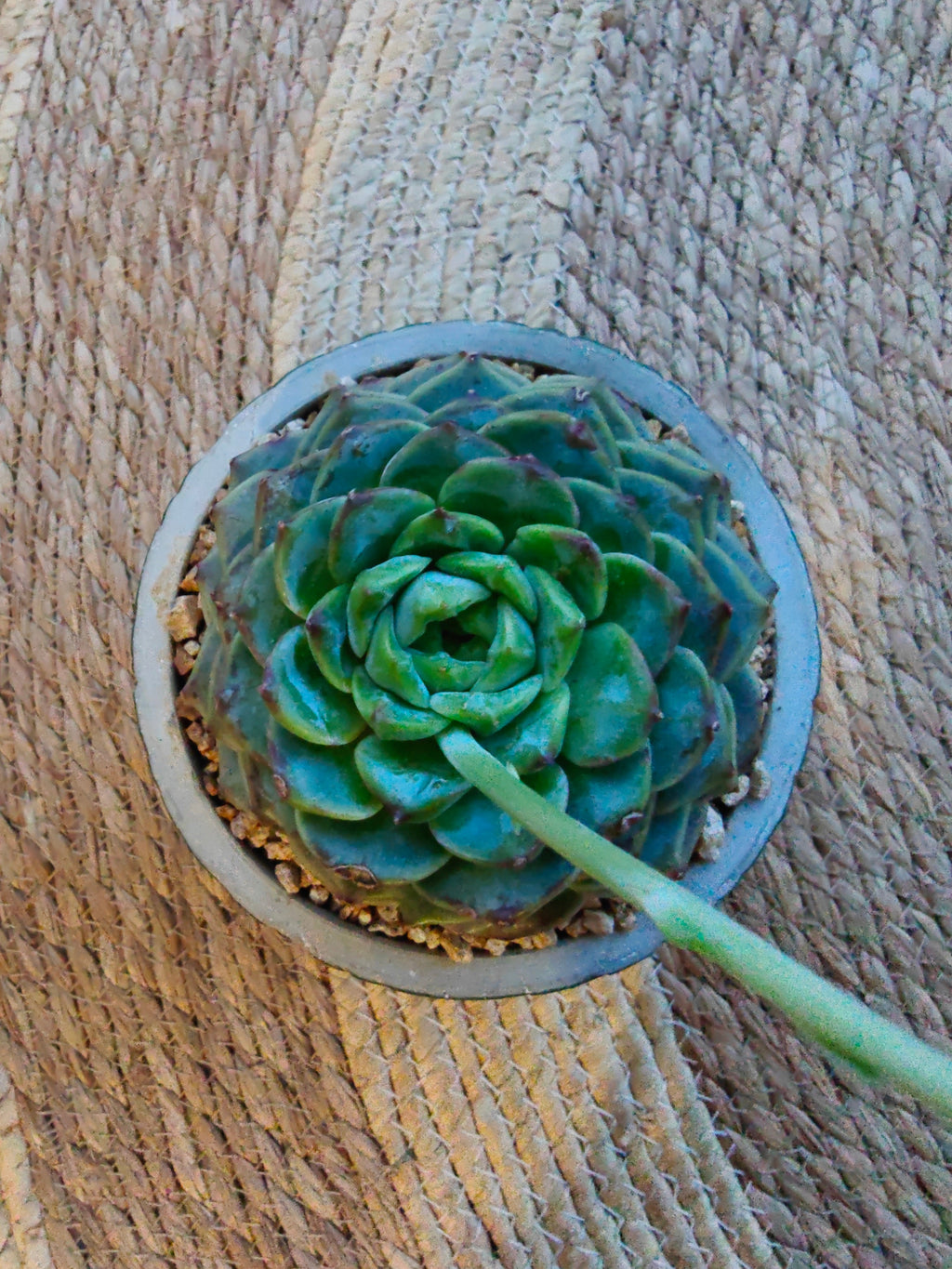 Succulent Whispering Leaves Planter – Echeveria 'Red Velvet' - SlowBloomGreens