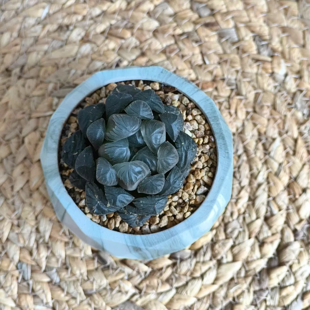 Succulent Classic Marble Earth Green Fern - SlowBloomGreens