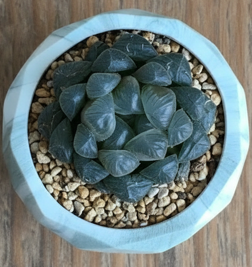 Succulent Classic Marble Earth Green Fern - SlowBloomGreens