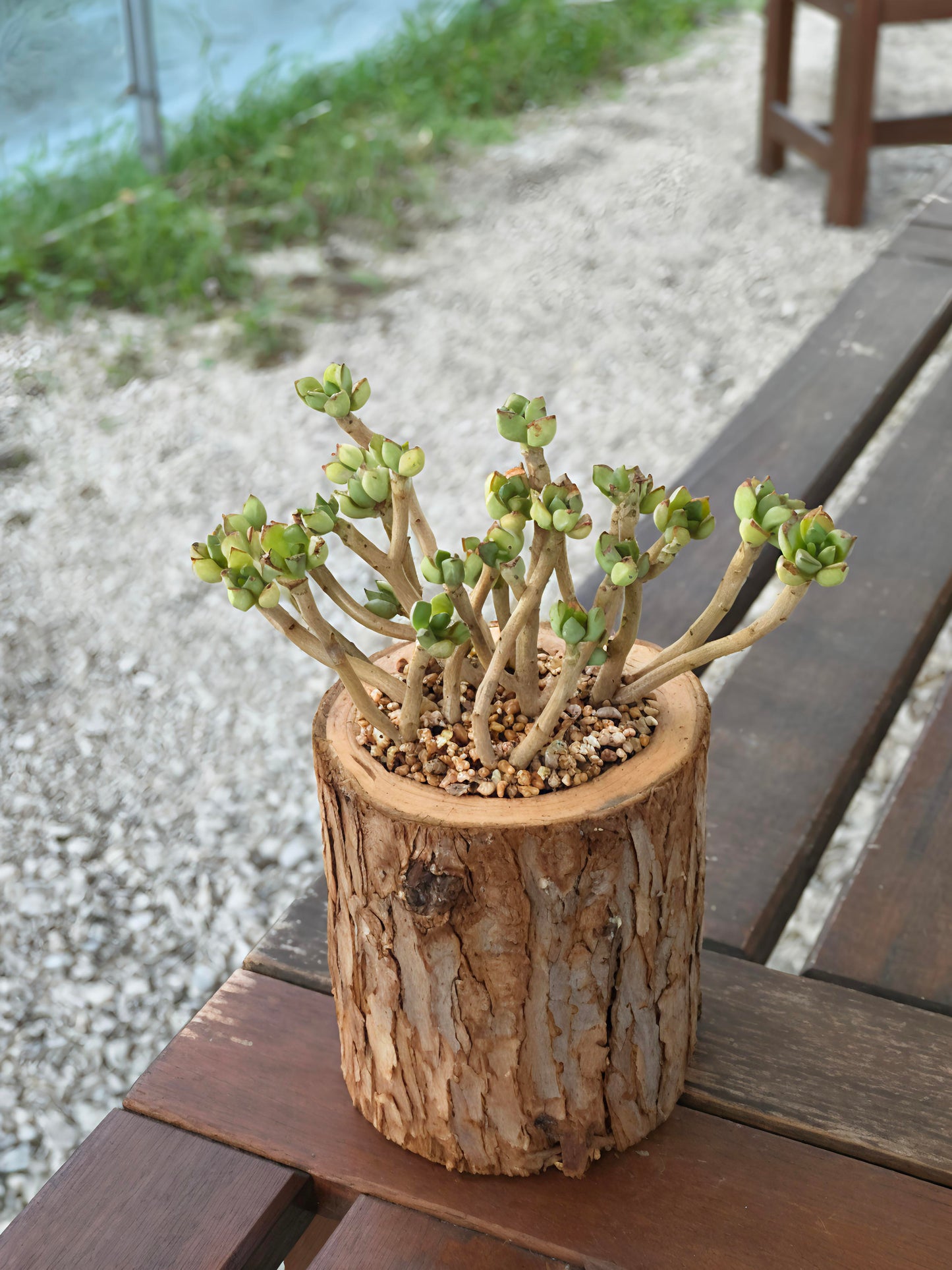 Succulent Nature Log - Echeveria Supia