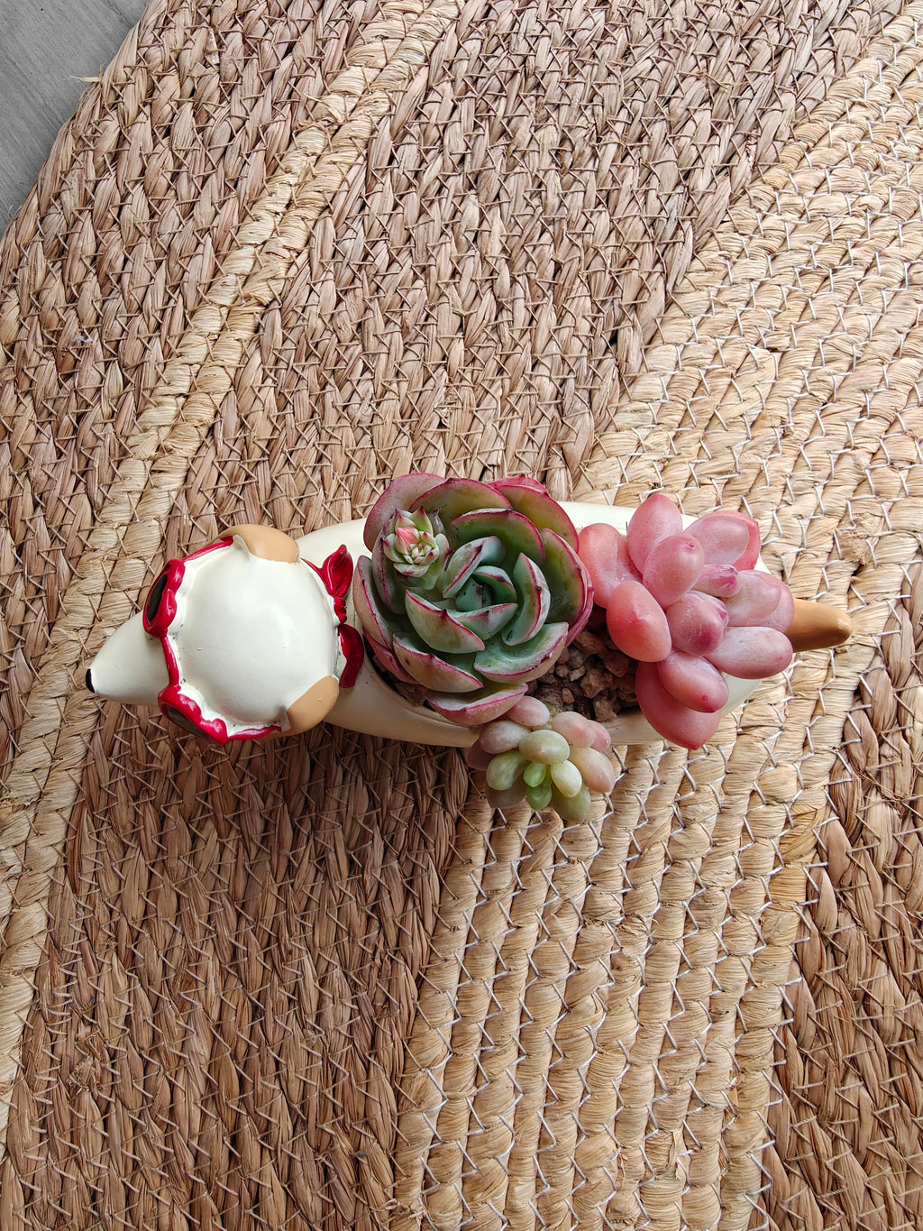 Succulent Dachshund Planter – Mixed Succulent Arrangement (Heart Sunglasses) - SlowBloomGreens