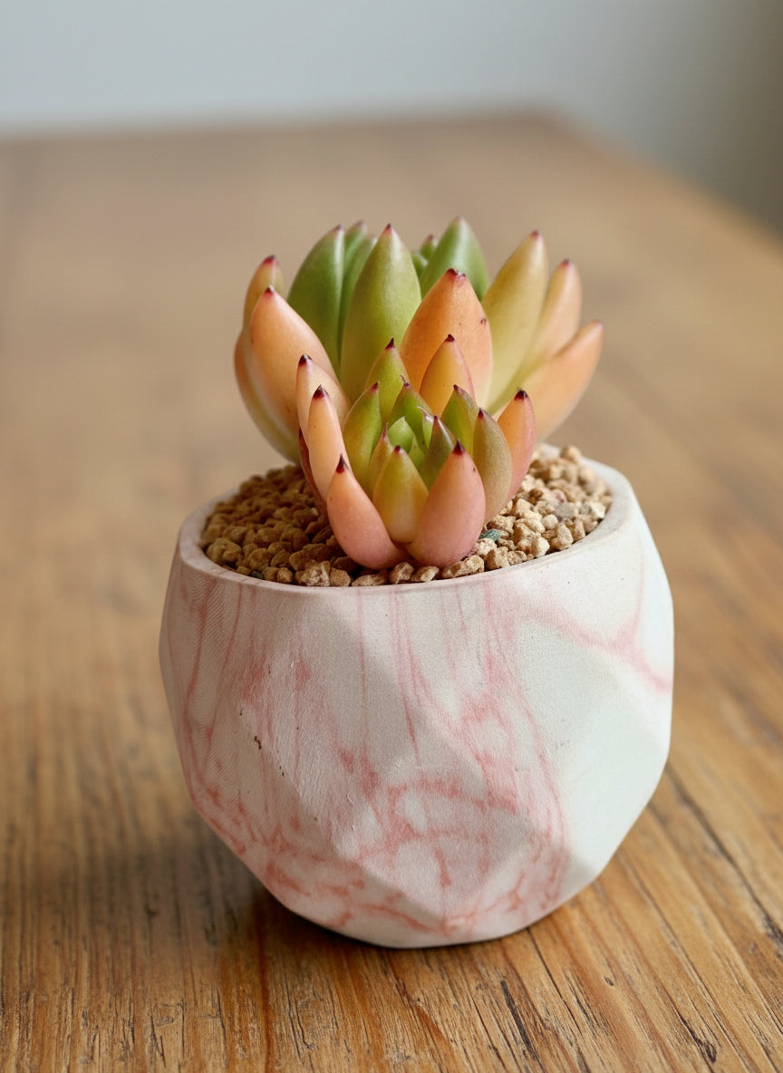Succulent Classic Marble Orange Planter – Lipstick Echeveria