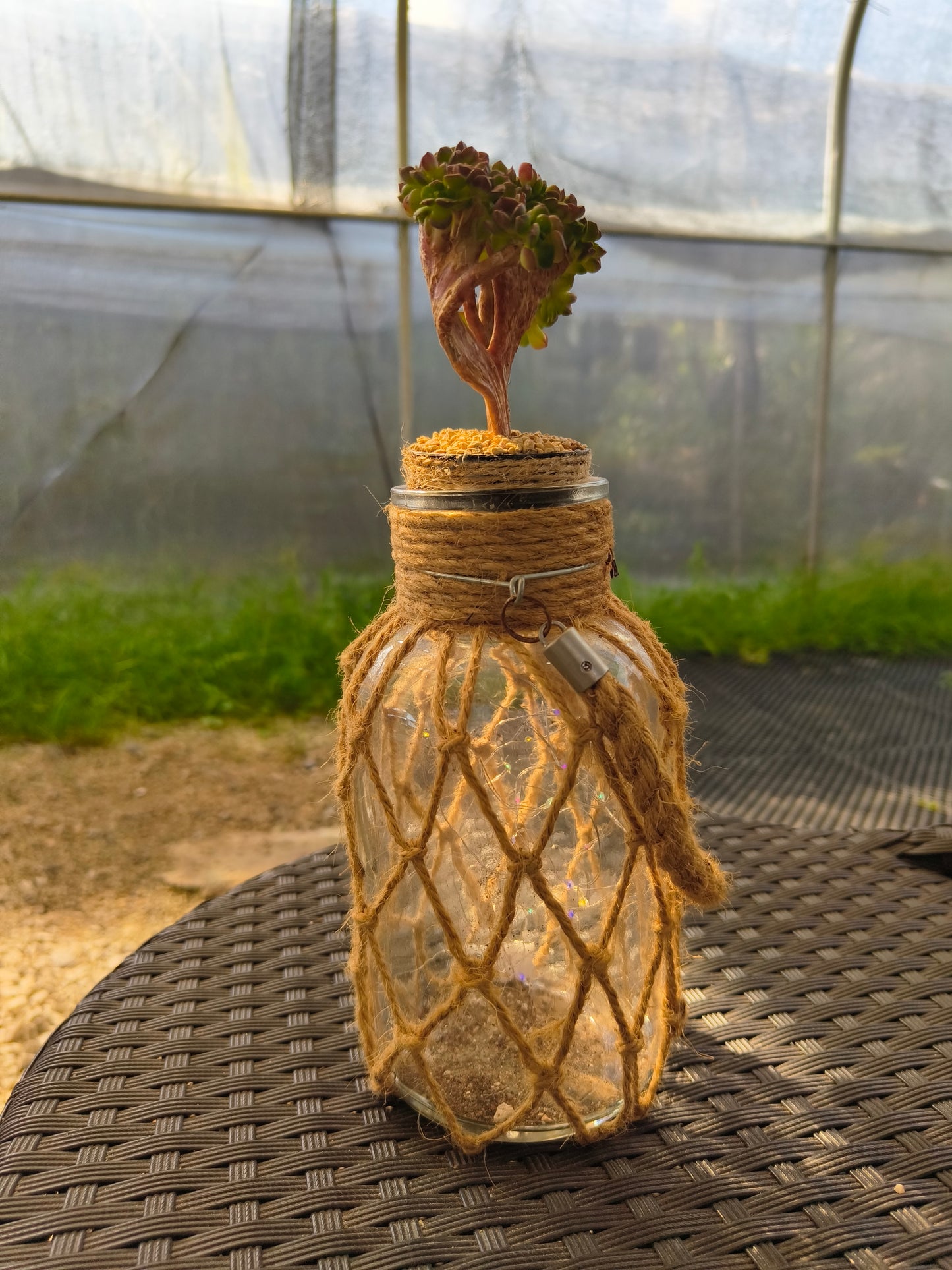 Succulent Retro Hemp Rope Vase - Sedeveria 'Letizia' crista