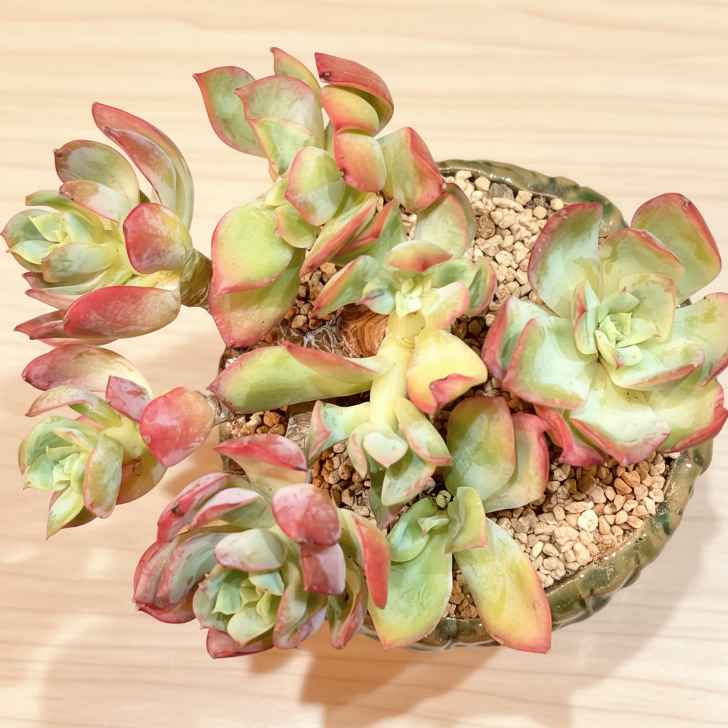 Succulent Rustica Flora Planter – Echeveria 'Silk Veil' - SlowBloomGreens