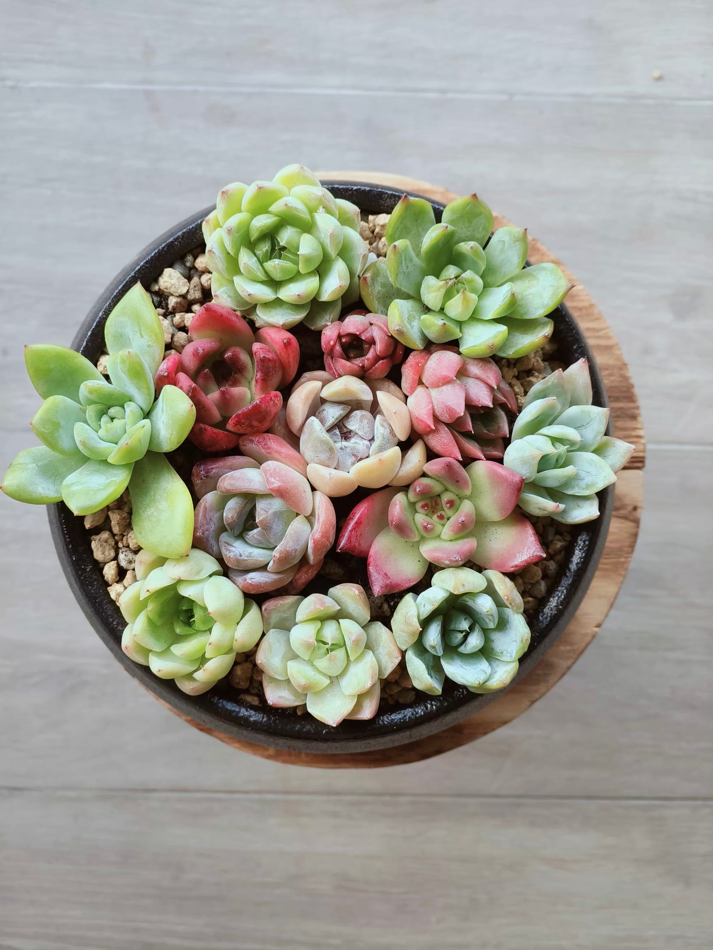Succulent DIY Kit – Create Your Own Green Haven with 12 mini succulents - SlowBloomGreens