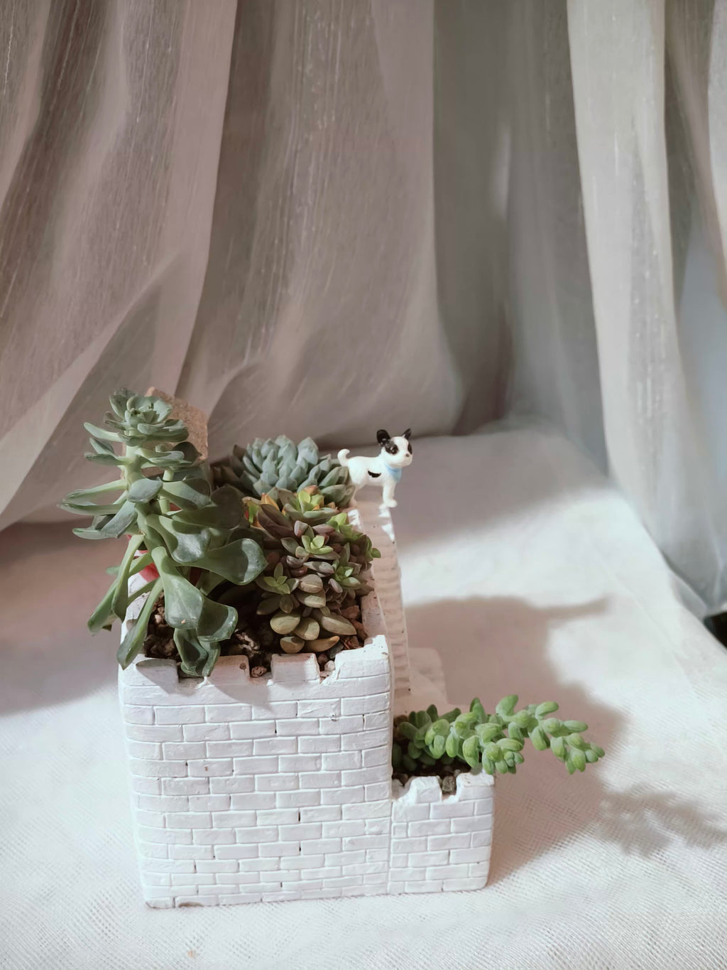 Succulent Sakura Blue - Sedum Lucidum - SlowBloomGreens