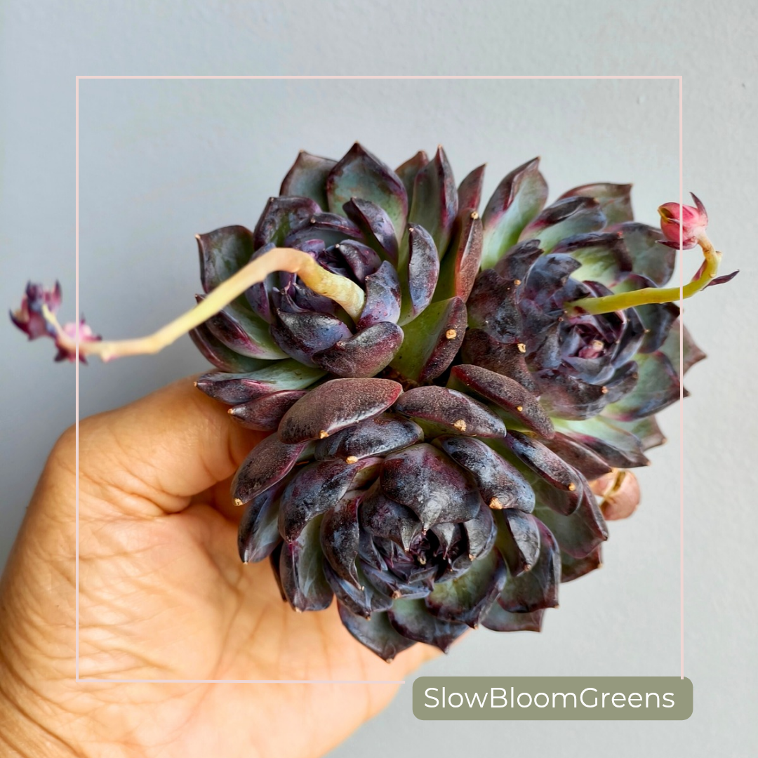 Echeveria ‘Black Prince’ – Large 3-Headed Cluster