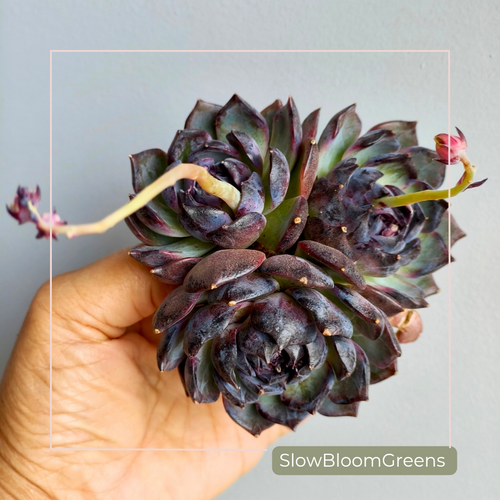 Echeveria ‘Black Prince’ – Large 3-Headed Cluster - SlowBloomGreens