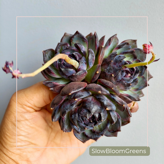 Echeveria ‘Black Prince’ – Large 3-Headed Cluster