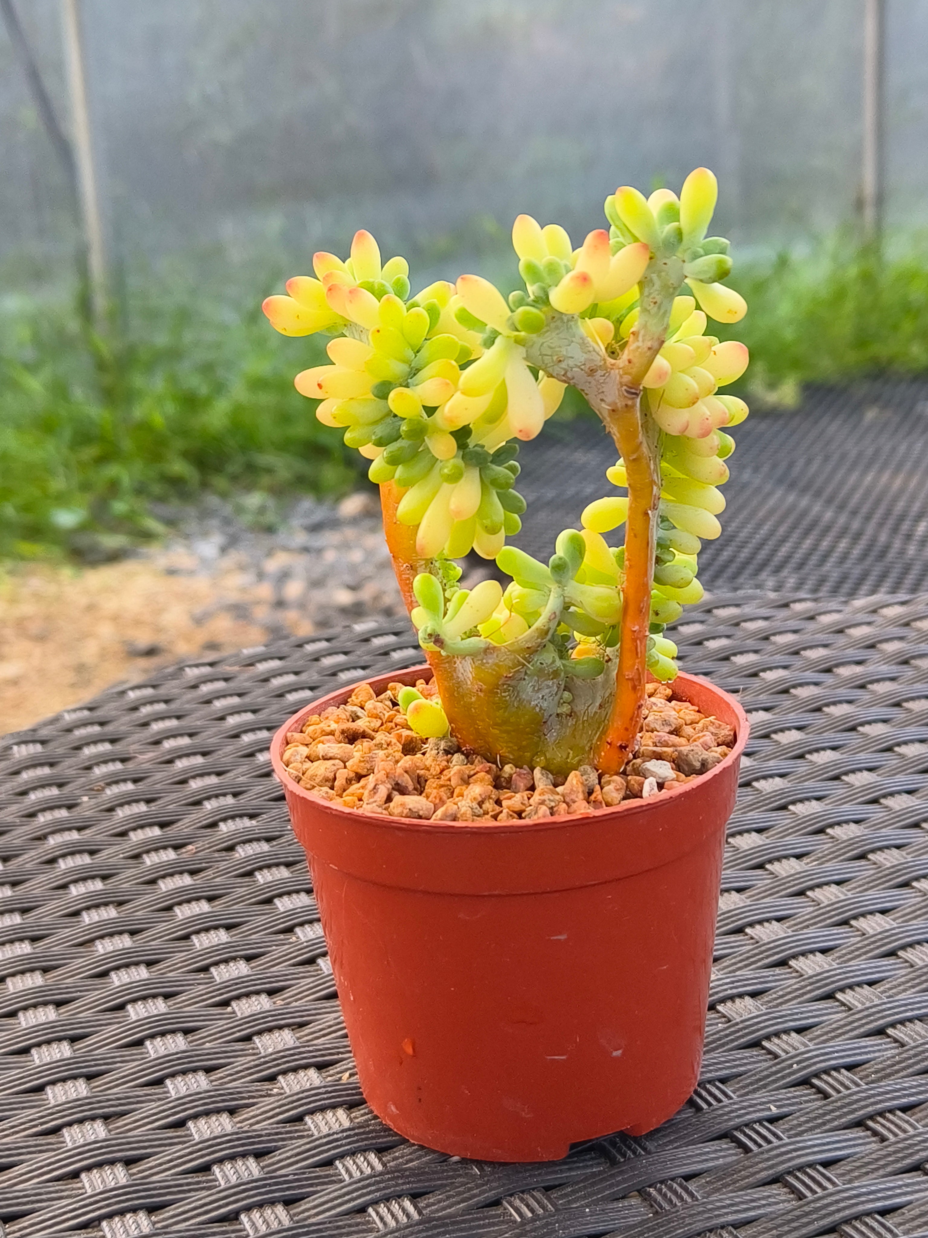 Succulent Starter Planter - Sedum Pachyphyllum 'Jellybeans' - SlowBloomGreens