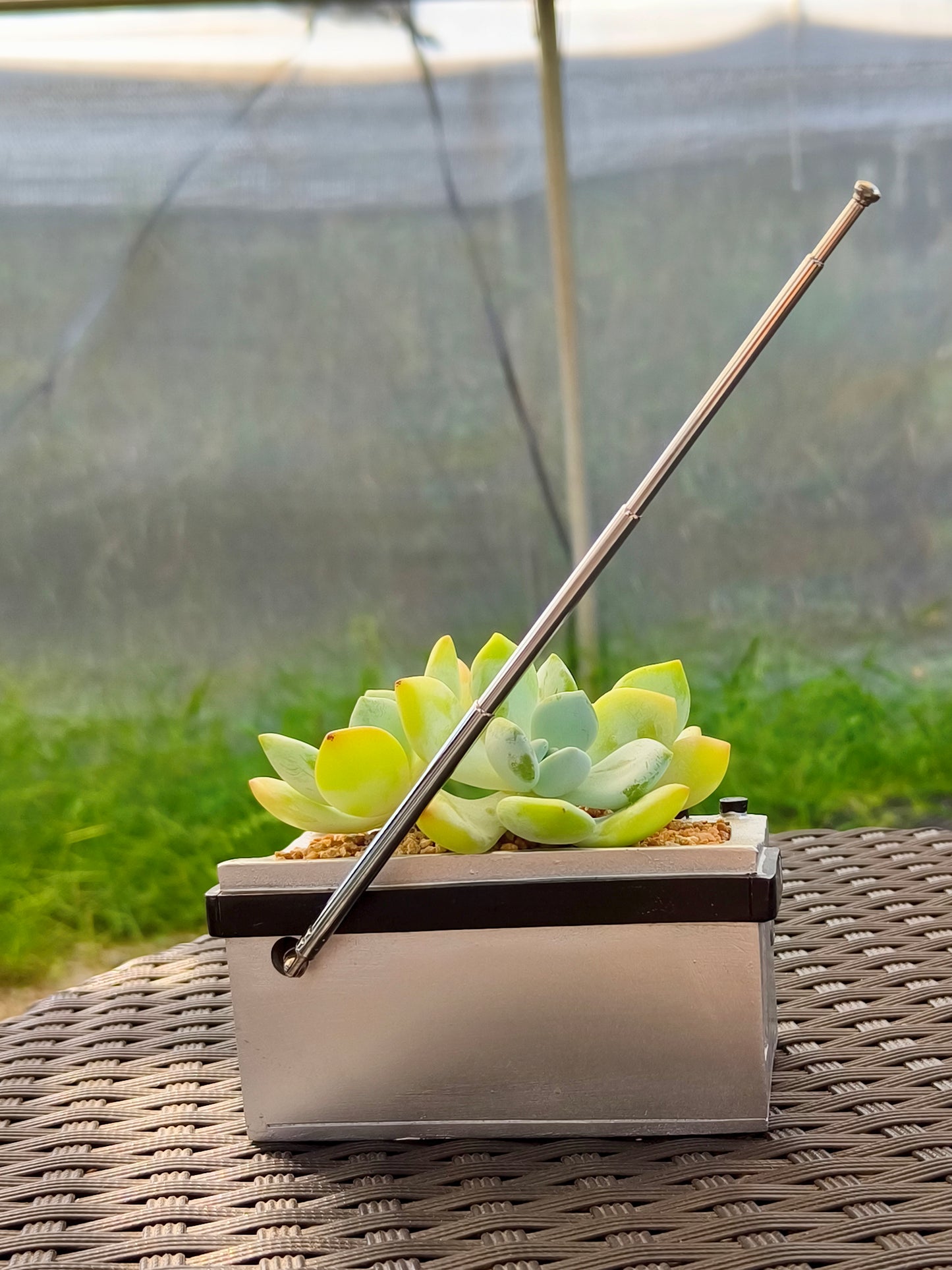 Succulent Retro Boombox – Echeveria Hybrid