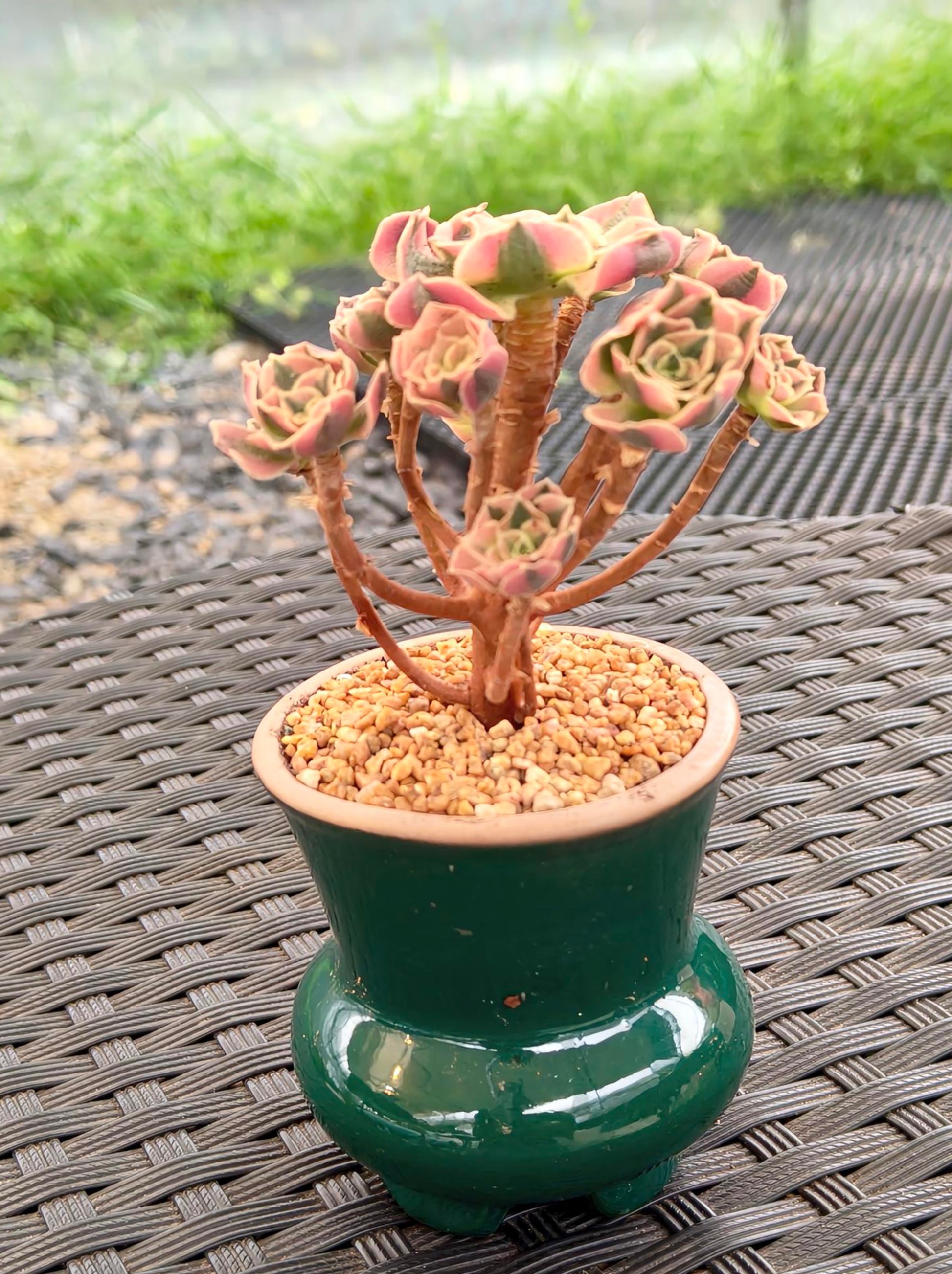 Succulent Rustica Emerald Planter - Aeonium 'Sunburst' - SlowBloomGreens