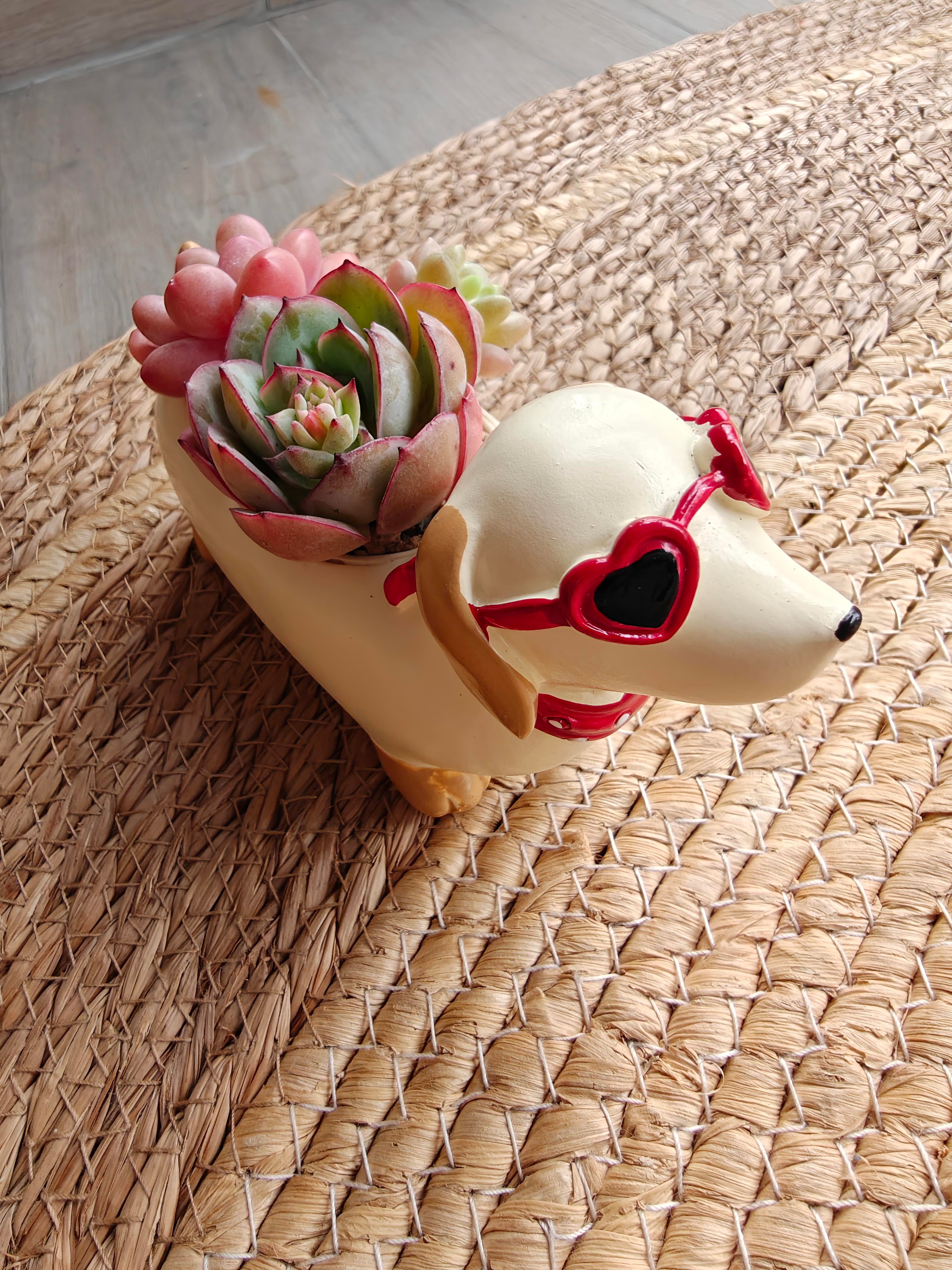 Succulent Dachshund Planter – Mixed Succulent Arrangement (Heart Sunglasses)