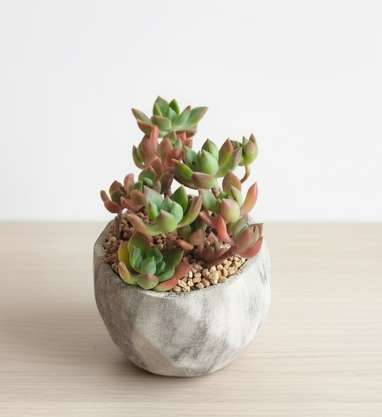Succulent Classic Marble Grey Planter - Echeveria 'Minibelle'