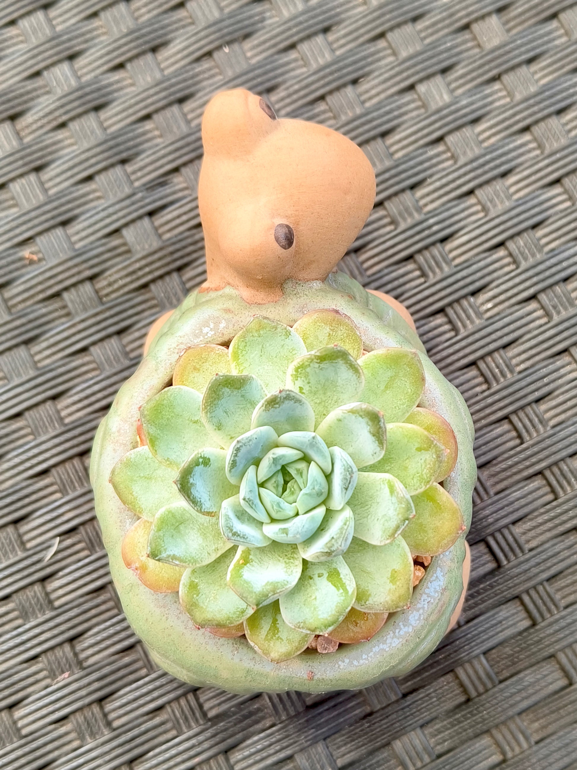 Succulent Tortoise Planter- Echeveria Ice Green - SlowBloomGreens