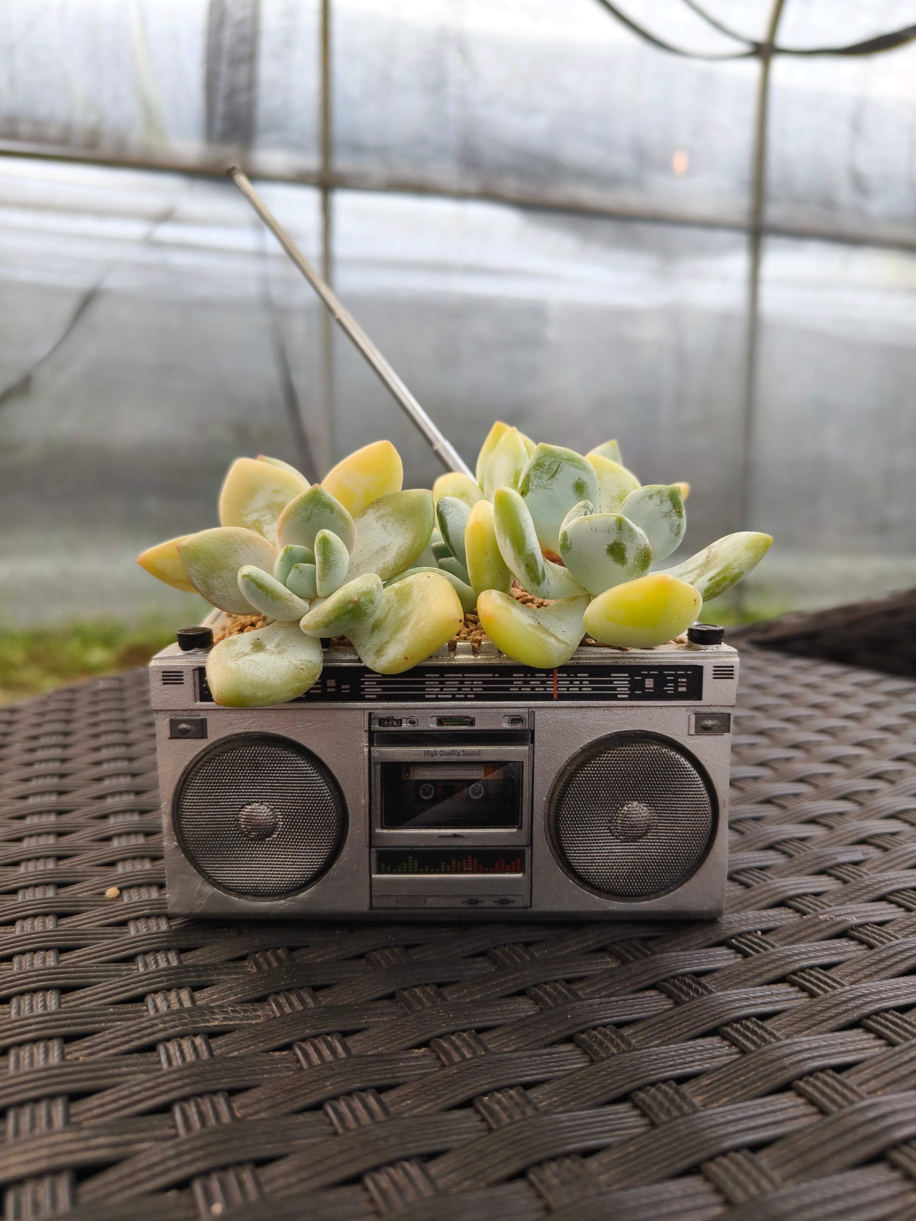 Succulent Retro Boombox – Pachyphytum oviferum - SlowBloomGreens