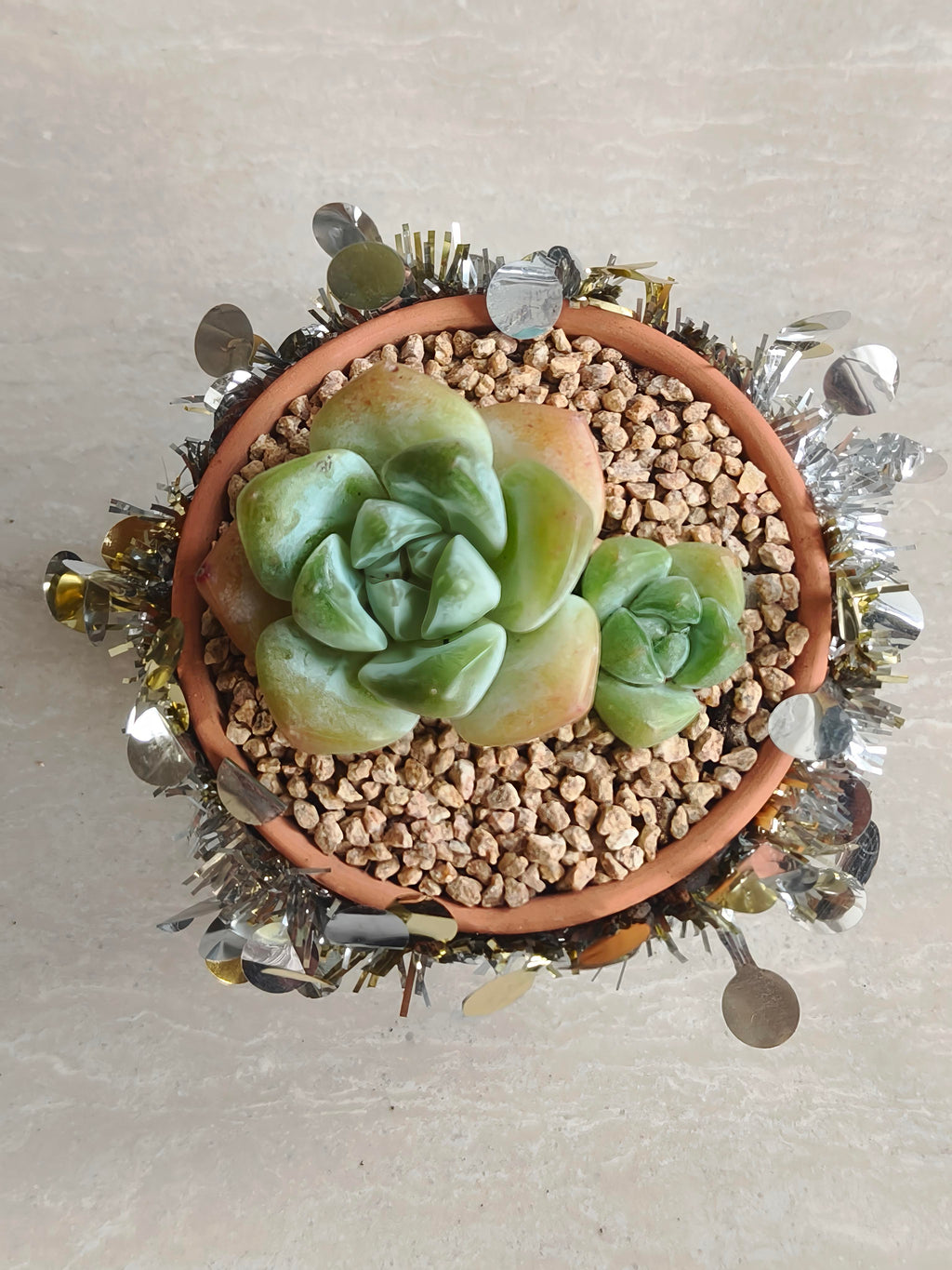 Succulent Simply Blessed Festive Terracotta (L) - Assorted Succulent - SlowBloomGreens