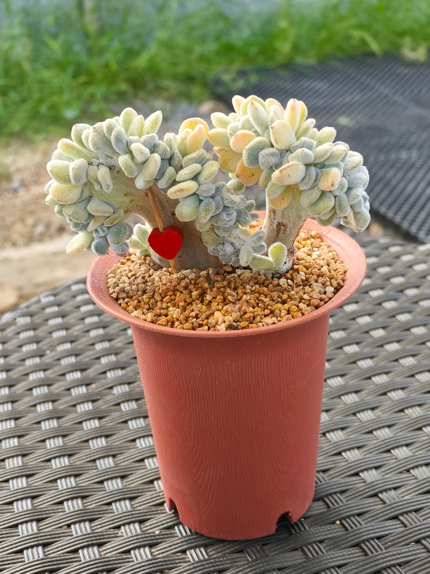 Succulent Starter Planter - Echeveria Pulvinata 'Frosty' f. cristata.