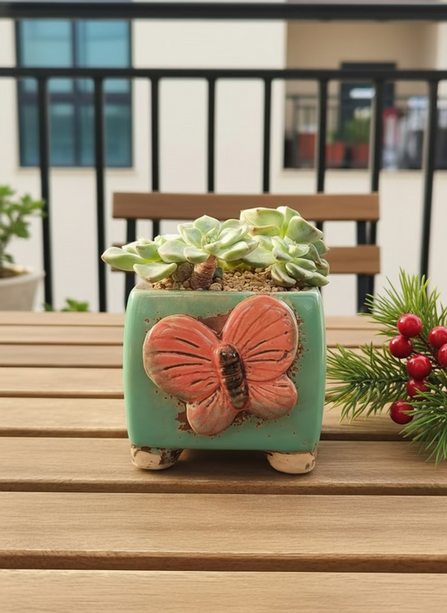 Succulent Ceramic Butterfly Square Teal Planter – Graptoveria 'Titubans' - SlowBloomGreens