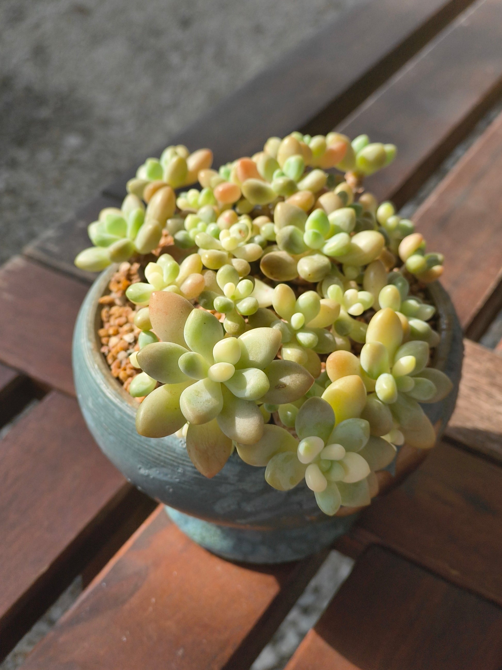 Succulent Moonlit Bloom Planter – Blue-Green with Graptopetalum Mendoza - SlowBloomGreens