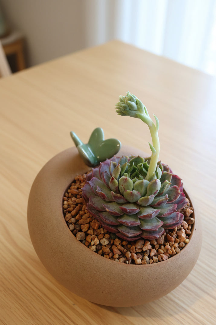 Succulent Butterfly Planter – Echeveria hybrid 'Red Hole (blooming) - SlowBloomGreens