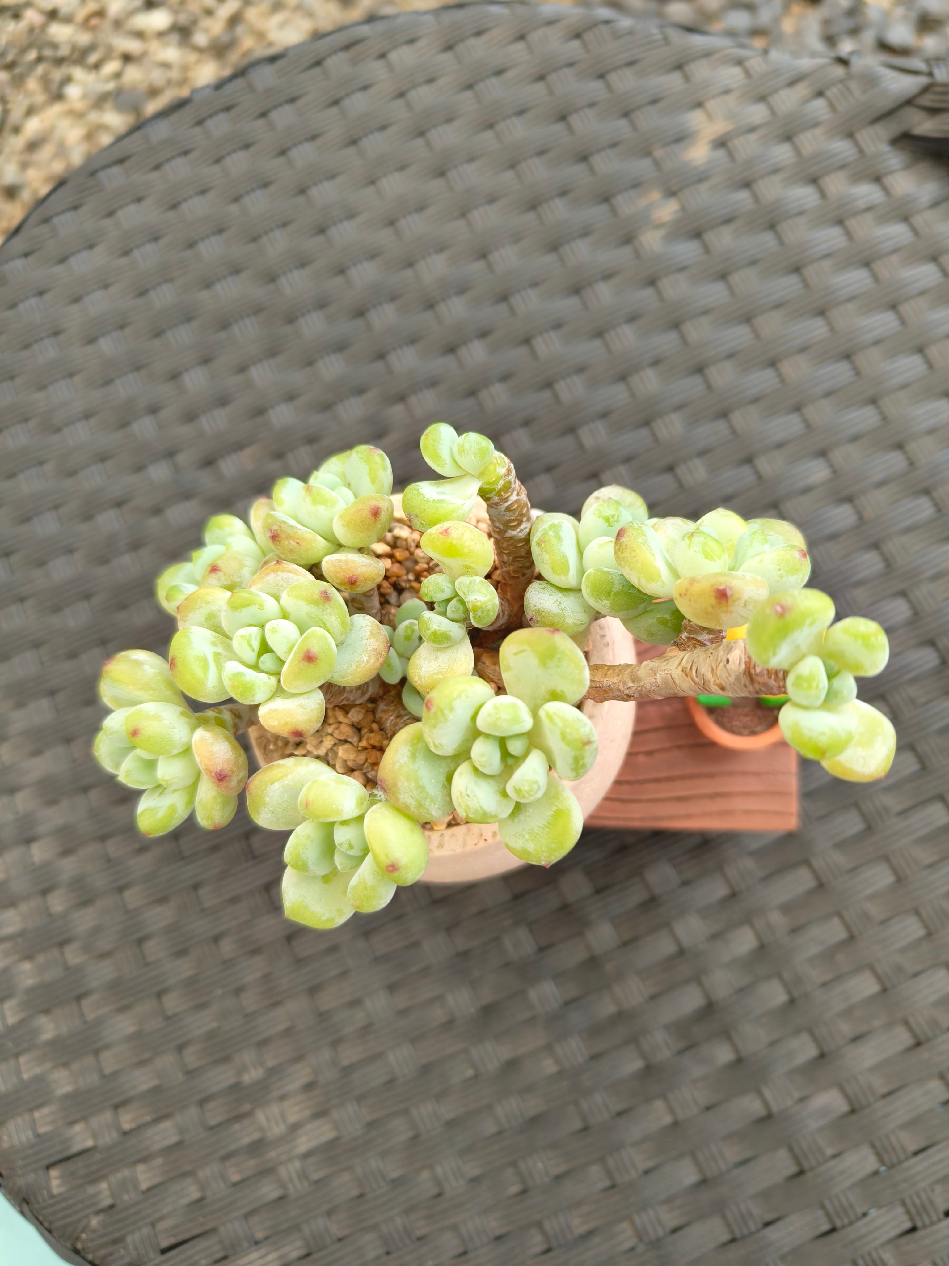 Succulent Happy Buddy Planter – Tiscalatengo Gorge Sedum - SlowBloomGreens
