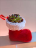 Succulent in Santa Boot | Festive Christmas Gift - Assorted Succulent - SlowBloomGreens