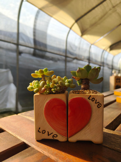 Succulent Heart Duo – The Perfect Gift of Love and Growth