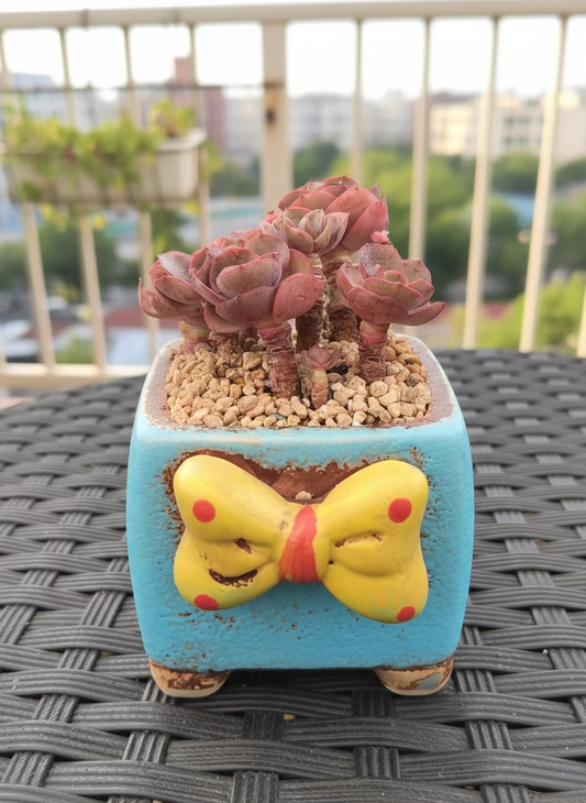 Succulent Festive Yellow Bow Square Planter – Echeveria ‘Suyon’