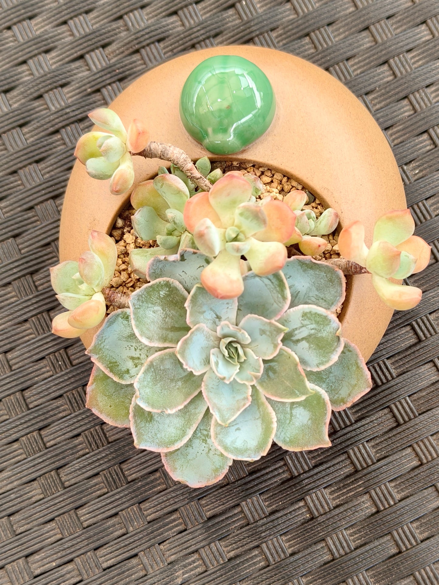 Succulent Seven-Spotted Ladybug Planter – Handcrafted Succulents