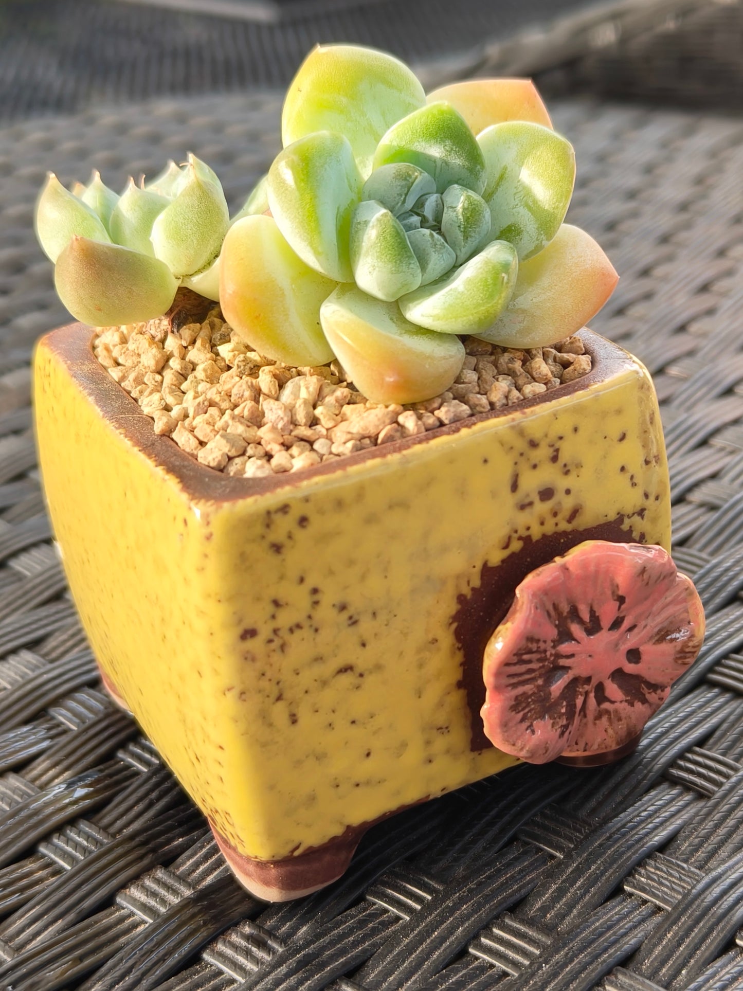 Succulent Ceramic Flowerpot Square Yellow Planter – Echeveria Ice Green