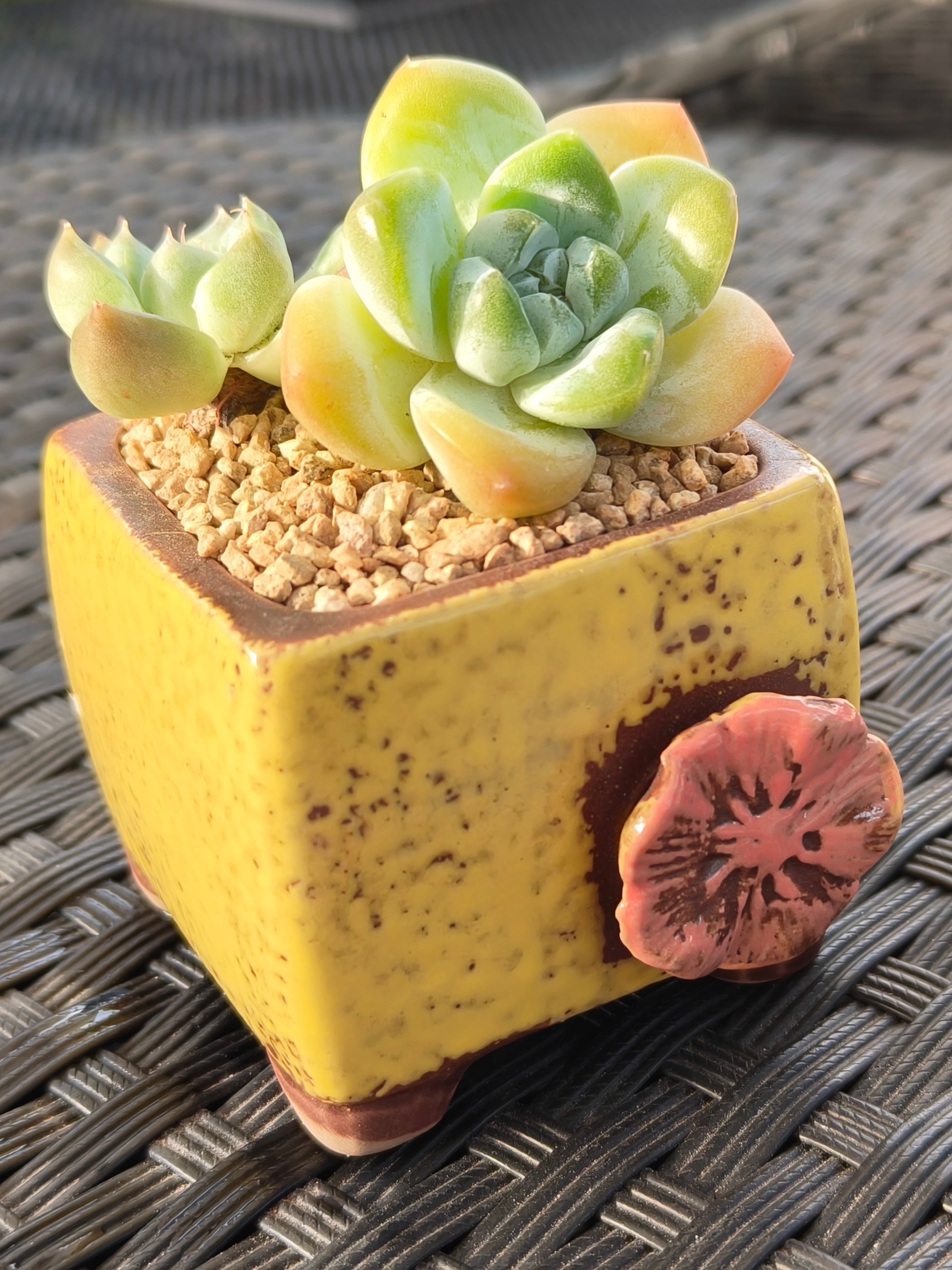 Succulent Ceramic Flowerpot Square Yellow Planter – Echeveria Ice Green - SlowBloomGreens