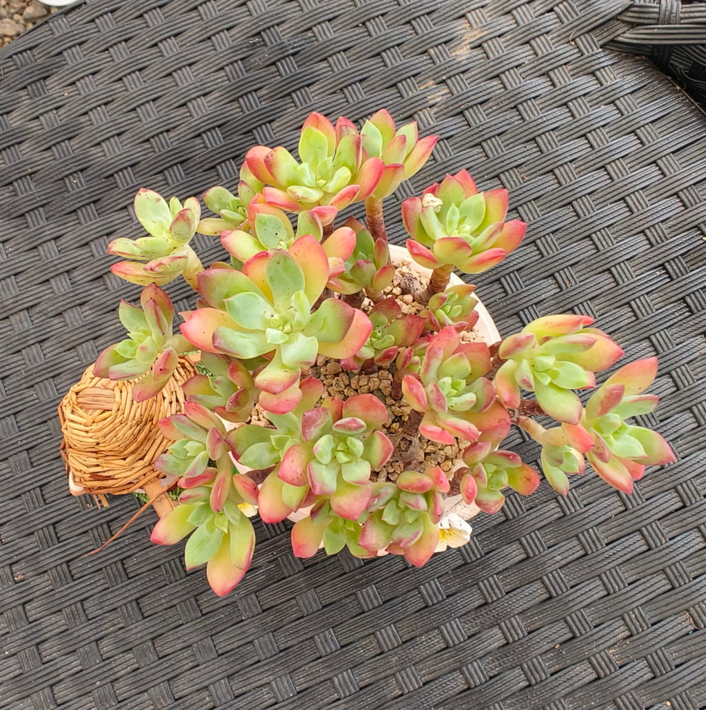 Succulent Buddies Planter - Echeveria 'Minibelle' - SlowBloomGreens